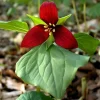 5 Red Trillium Flower Bulbs – Wood Lily Perennial Flowers for Shade - Image 1