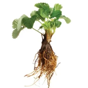 5 Sequoia Strawberry Bare Roots - Fragaria × ananassa - High-Yielding Fruit Plants - Image 4