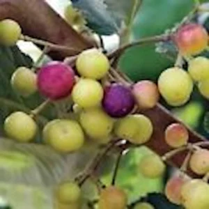 5 Sherbet Berry Plant Starters - Grewia Asiatica Live Plant, Edible Fruit, Zones 9-11 - Image 4