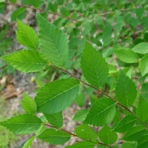 5 Siberian Elm Bare Root Seedlings - 12-18 Inch Deciduous Tree - Image 2