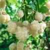 5 Snowbank White Blackberry Live Plants - Rare Edible Perennial Shrubs - Image 1