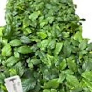 5 Snowbank White Blackberry Live Plants - Rare Edible Perennial Shrubs - Image 2