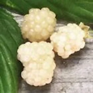 5 Snowbank White Blackberry Live Plants - Rare Edible Perennial Shrubs - Image 4