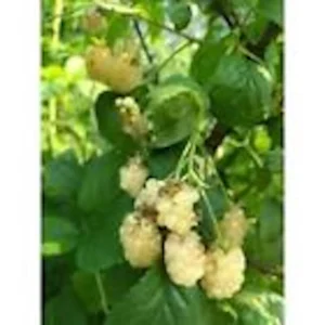 5 Snowbank White Blackberry Live Plants - Rare Edible Perennial Shrubs - Image 5