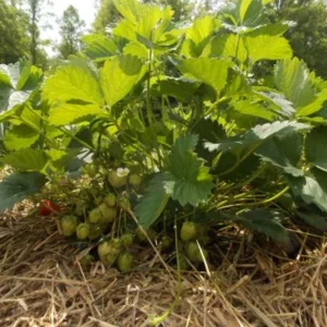 5 Sparkle Strawberry Bare Roots - Fragaria × ananassa - Sweet Berries - Image 6