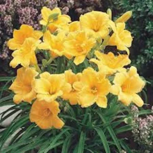 5 Stella De Oro Daylily Bare Root Plants - Golden Yellow Perennial, Cold Hardy - Image 8