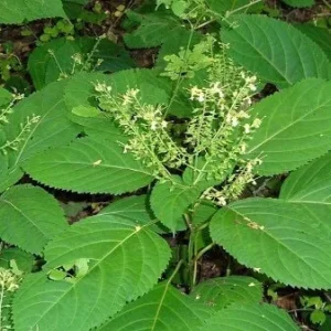 5 Stone Root Bare Roots - Collinsonia canadensis Organic Herb Plant - Image 2