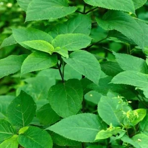 5 Stone Root Bare Roots - Collinsonia canadensis Organic Herb Plant - Image 6