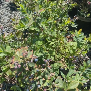 5 Sunshine Blue Blueberry Starter Plugs – Vaccinium corymbosum – Live Plants – Semi-Dwarf Shrub - Image 3