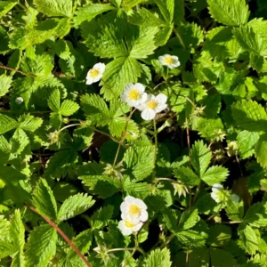 5 Surecrop Strawberry Bare Roots - Fragaria - Hardy Fruit Plant - Image 3