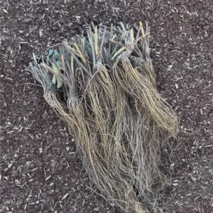 5 Sweet Charlie Strawberry Bare Roots - Fragaria - June-Bearing Fruit Plants - Image 6