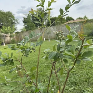 5 Sweet Crisp Blueberry Starter Plugs - Vaccinium corymbosum Live Plant - Image 3