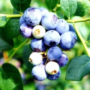 5 Sweet Crisp Blueberry Starter Plugs - Vaccinium corymbosum Live Plant - Image 5