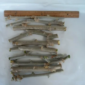 5 Sweet Yuca Cassava Cuttings - Manihot Esculenta Root Plant - Image 2