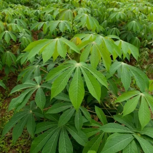 5 Sweet Yuca Cassava Cuttings - Manihot Esculenta Root Plant - Image 1