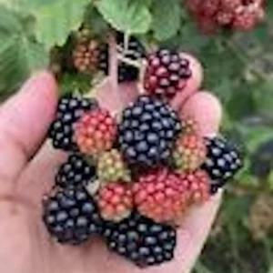 5 Sweetie Pie Blackberry Bare Root Plants - Rubus Fruit Perennial - Image 1