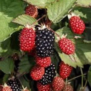 5 Thornless Blackberry Live Plants - High Yield Fruit Bush for Garden, Zones 5-9 - Image 3