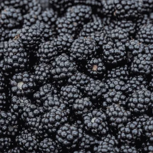 5 Thornless Blackberry Plants – Live Berry Plants – Primocane Fruiting Plugs – Large Sweet Berries - Image 1