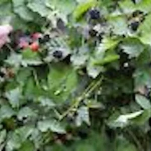 5 Thornless Boysenberry Plant Starters - Perennial Fruit Bush, Edible Berries - Image 6