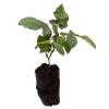 5 Triple Crown Blackberry Plants Bare Root – Thornless, Late-Season – Outdoor Fruit Bushes - Image 1