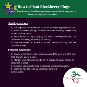 5 Triple Crown Blackberry Plants Bare Root – Thornless, Late-Season – Outdoor Fruit Bushes - Image 2