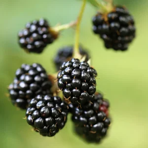 5 Triple Crown Blackberry Plants Bare Root – Thornless, Late-Season – Outdoor Fruit Bushes - Image 4