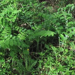 5 True Solomon's Seal Bare Root Plants - Wildflower Native Organic - Image 6