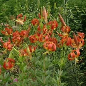 5 Turk's Cap Lily Bare Root Plants - Lilium superbum - Small #2 Size - Image 3