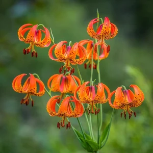 5 Turk's Cap Lily Bare Root Plants - Lilium superbum - Small #2 Size - Image 4