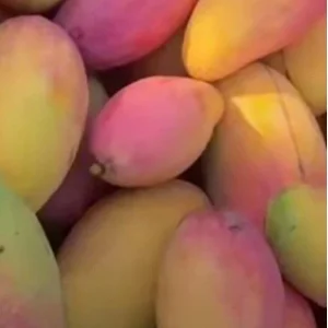 5 Valencia Mango Cuttings Scions for Grafting - Create Fruit Trees Outdoor - Image 3