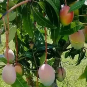 5 Valencia Mango Cuttings Scions for Grafting - Create Fruit Trees Outdoor - Image 1