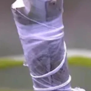 5 Valencia Mango Cuttings Scions for Grafting - Create Fruit Trees Outdoor - Image 7