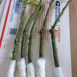5 Valencia Mango Scions Cuttings for Grafting - Create Fruit Trees - Outdoor - Image 4