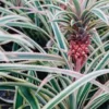 5 Variegated Pineapple Plant – Ananas comosus variegatus – Fruit Starter Plug - Image 1