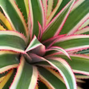 5 Variegated Pineapple Plant – Ananas comosus variegatus – Fruit Starter Plug - Image 4