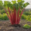 5 Victoria Rhubarb Bare Root Plant - Rheum rhabarbarum - USDA Zones 3-8 - Image 1