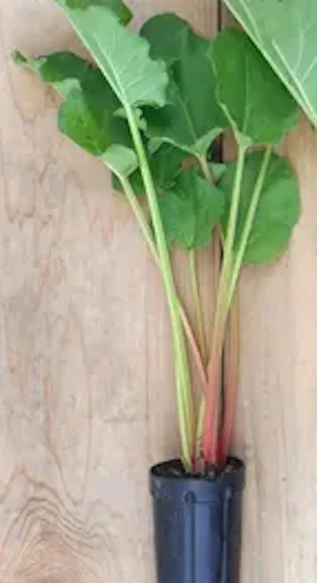 5 Victoria Rhubarb Bare Root Plant - Rheum rhabarbarum - USDA Zones 3-8 - Image 3