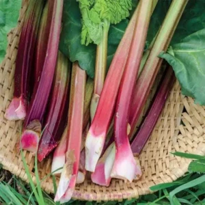 5 Victoria Rhubarb Bare Root Plant - Rheum rhabarbarum - USDA Zones 3-8 - Image 6