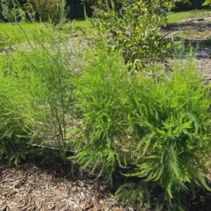 5 Viking KB3 Asparagus Bare Roots - Heirloom Green Asparagus for Cold Climates - Image 3