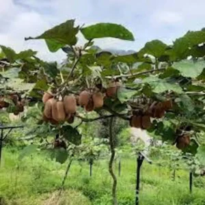 5 Vincent Kiwi Starter Plug Female Live Plant - Actinidia deliciosa 'Vincent' Fruiting Vine - Image 3