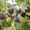 5 Violette de Bordeaux Fig Tree Live Starter Plugs - Dwarf, Sweet Fruit - Image 1