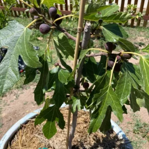 5 Violette de Bordeaux Fig Tree Live Starter Plugs - Dwarf, Sweet Fruit - Image 3