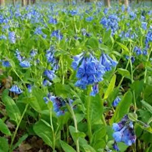 5 Virginia Bluebell Mertensia virginica Wildflower Bare Roots - Perennial - Image 3