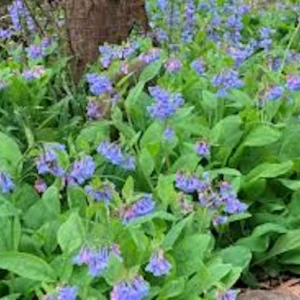 5 Virginia Bluebell Mertensia virginica Wildflower Bare Roots - Perennial - Image 4