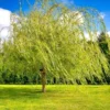 5 Weeping Willow Tree Live Plant - 12-24in Tall Bare Root Salix babylonica Outdoor Screening Tree - Image 1