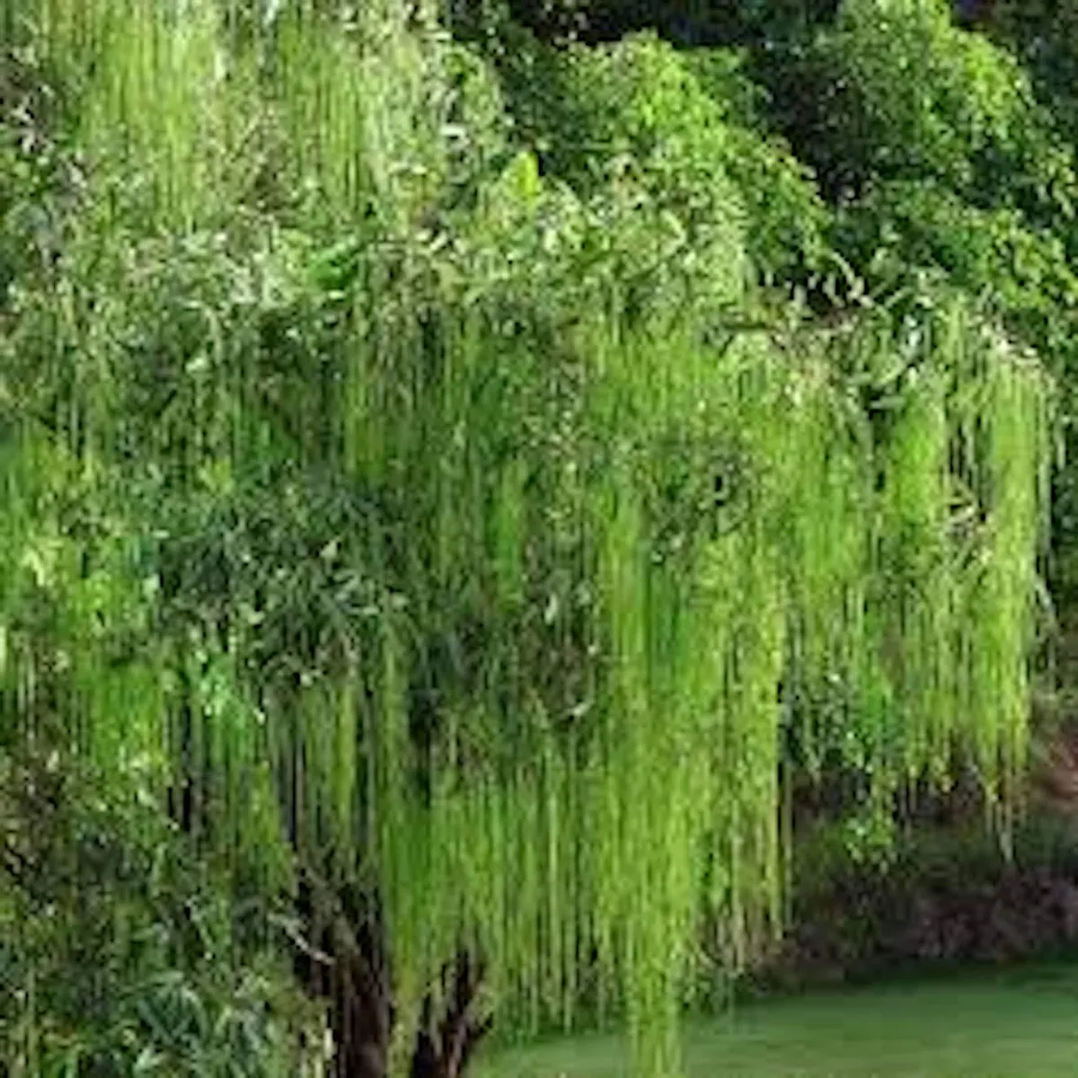 5 Weeping Willow Tree Live Plant - 12-24in Tall Bare Root Salix babylonica Outdoor Screening Tree - Image 3