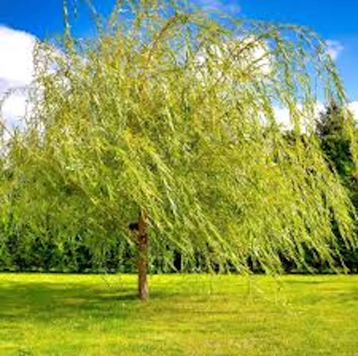 5 Weeping Willow Tree Live Plant - 12-24in Tall Bare Root Salix babylonica Outdoor Screening Tree - Image 4