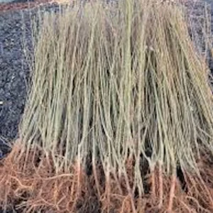 5 Weeping Willow Tree Live Plant - 12-24in Tall Bare Root Salix babylonica Outdoor Screening Tree - Image 5