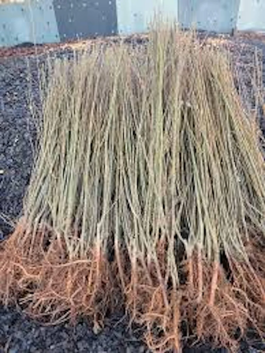 5 Weeping Willow Tree Live Plant - 12-24in Tall Bare Root Salix babylonica Outdoor Screening Tree - Image 5