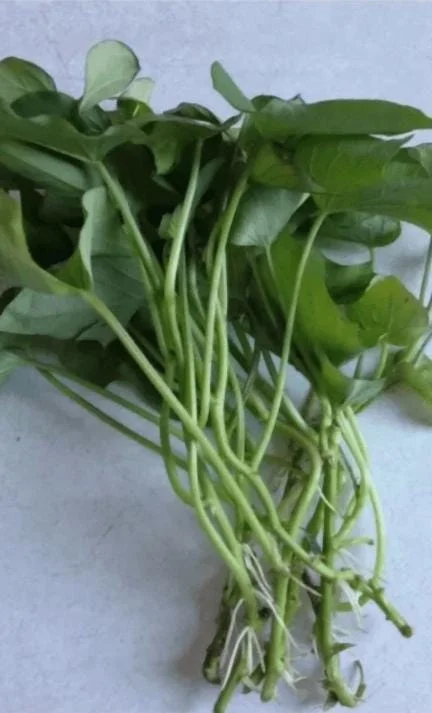 5 White Sweet Potato Live Plant Slips with Pot – Ready to Plant – Full Sun - Image 3